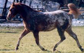 Kingstar
